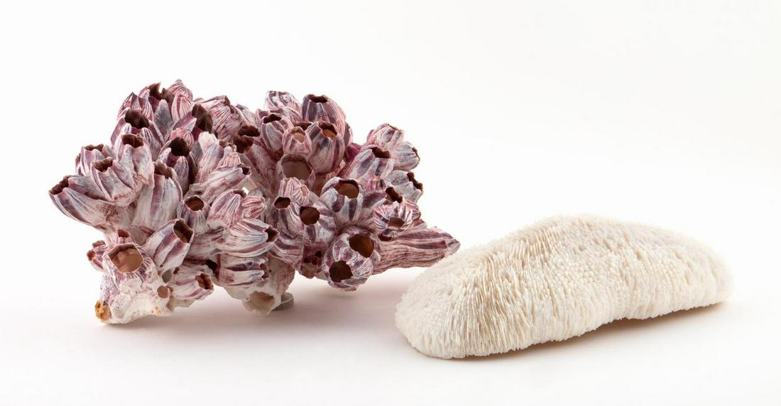 2 SEA SPECIMENS, BARNACLE CLUSTER & RAZOR CORAL: Group of two natural sea specimens comprising of one purple and white barnacle cluster and one white razor coral. Apparently unmarked. Approx. h. 5.5", w. 11.5" (barnacle); h. 3.25", 10".