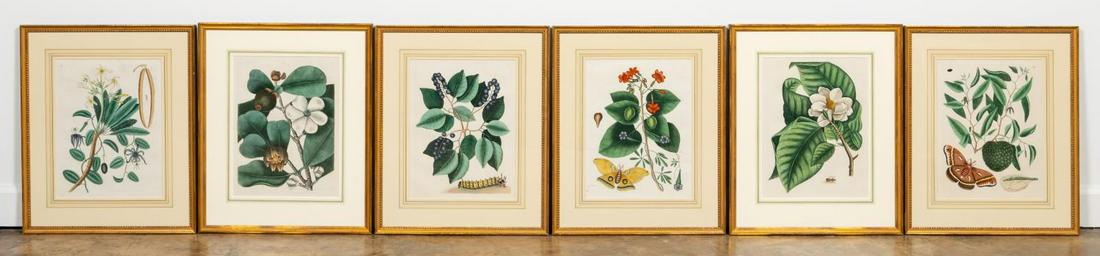 MARK CATESBY, HISTORY OF CAROLINA FLORIDA BAHAMAS: Mark Catesby (British, 1679-1749). Collection of six 18th century hand colored engravings from "The Natural History of Carolina,. Florida and the Bahama Islands". Two framed as a pair and four framed