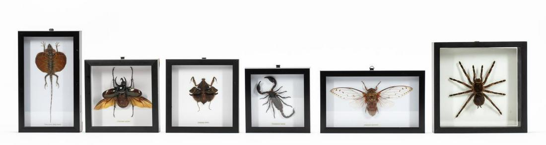 6 SCIENTIFIC SPECIMENS, INSECTS & REPTILE, FRAMED: Flying Lizard (Draco species) and five framed entomological specimens comprising "Pomponia Imperatoria (cicada)", "Chalcosoma Caucasus (beetle)", "Heterometrus Laoticus (scorpion)", "Deroplatys Lobata