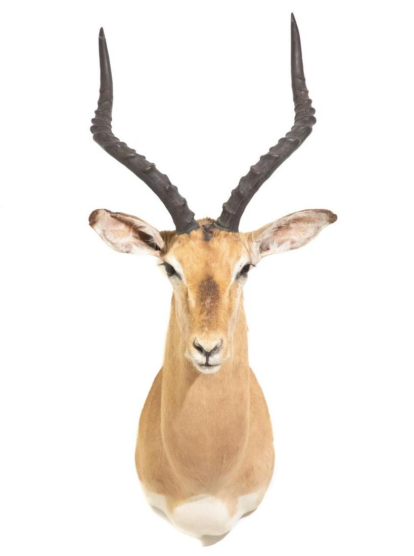 IMPALA SHOULDER MOUNT: Impala Shoulder Mount. 33" tall, 15.5" wide across ears. Note: Proceeds from the sale of this taxidermy will benefit the Georgia Safari Conservation Park in Madison, GA.