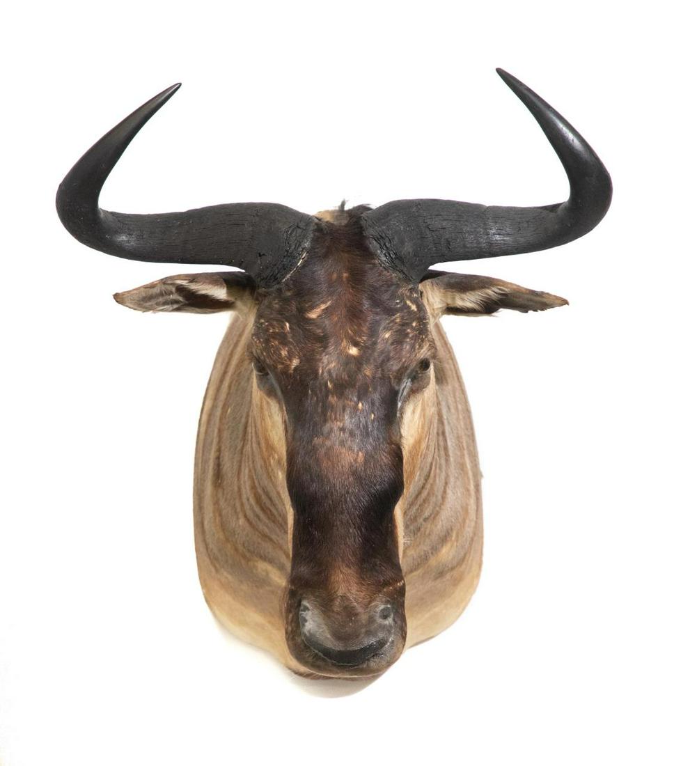 BLUE WILDEBEEST SHOULDER MOUNT: Blue Wildebeest Shoulder Mount. 30" tall, 26.5" wide across horns. Note: Proceeds from the sale of this taxidermy will benefit the Georgia Safari Conservation Park in Madison, GA.