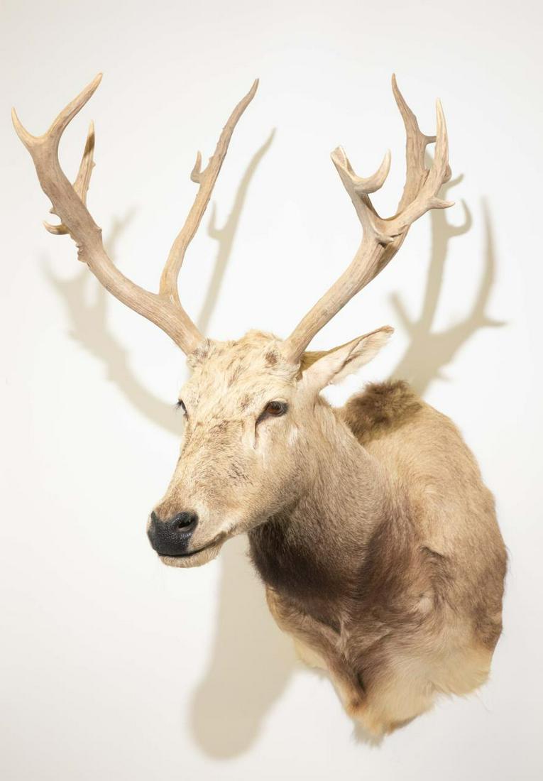 PERE DAVIDS DEER SHOULDER MOUNT: Père David's Deer Shoulder Mount, hunted in New Zealand. 48" tall, 28.5" wide across antlers. Note: Proceeds from the sale of this taxidermy will benefit the Georgia Safari Conservation Park in M