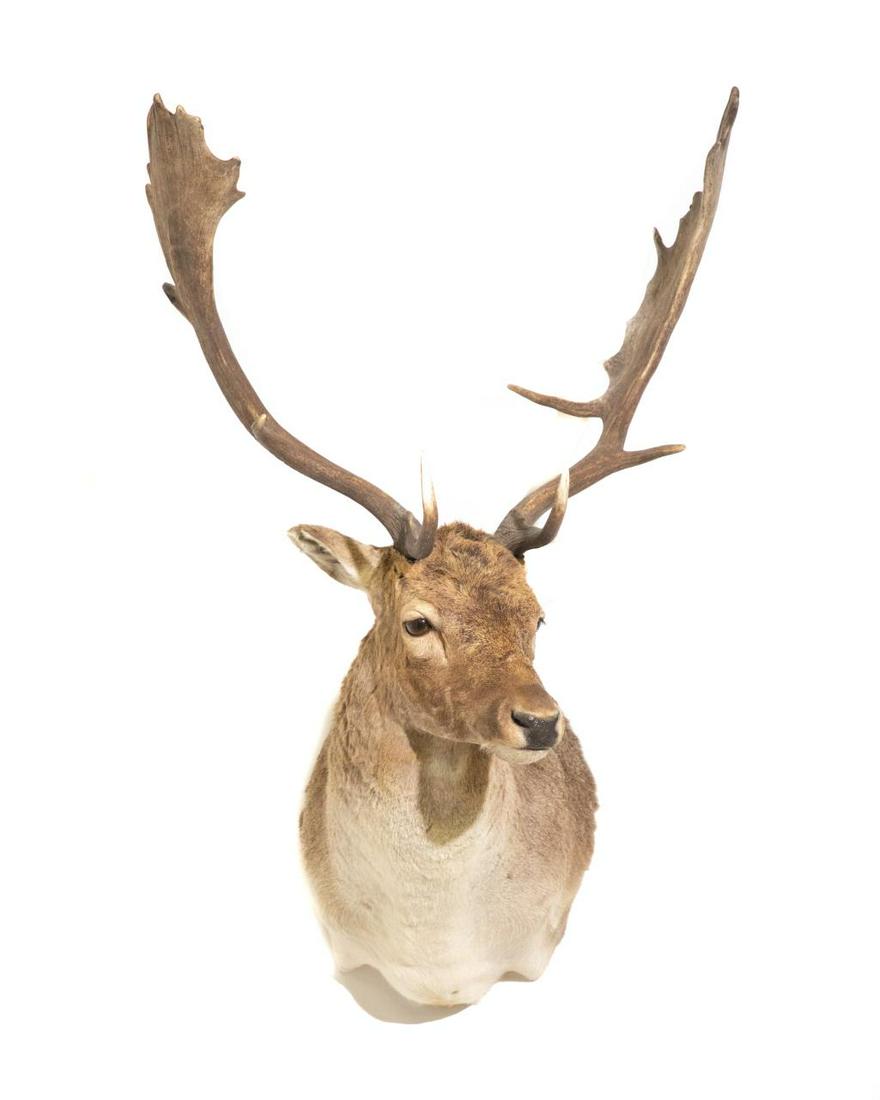 NEW ZEALAND FALLOW DEER SHOULDER MOUNT: New Zealand Fallow Deer Shoulder Mount. 38" tall, 25" wide across antlers. Note: Proceeds from the sale of this taxidermy will benefit the Georgia Safari Conservation Park in Madison, GA.