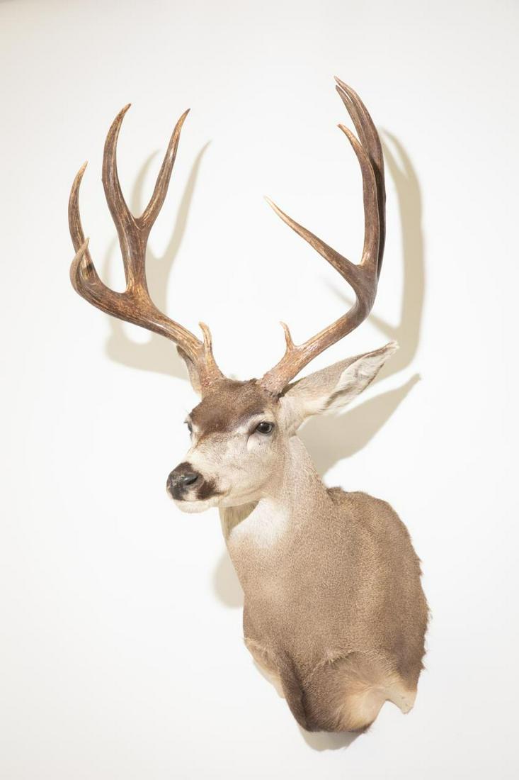 MULE DEER SHOULDER MOUNT: Mule Deer Shoulder Mount. 43" tall, 20.75" wide across antlers. Note: Proceeds from the sale of this taxidermy will benefit the Georgia Safari Conservation Park in Madison, GA.
