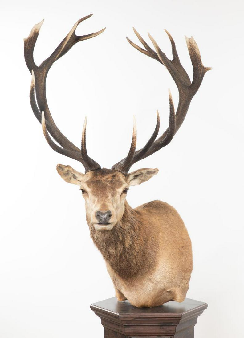 JUNIOR RED STAG SHOULDER MOUNT ON FLOOR PEDESTAL: Junior Red Stag Shoulder Mount on Pedestal. Hunted in New Zealand. Overall 92" tall. Animal 34" wide across antlers, 56.5" tall. Note: Proceeds from the sale of this taxidermy will benefit the Georgia