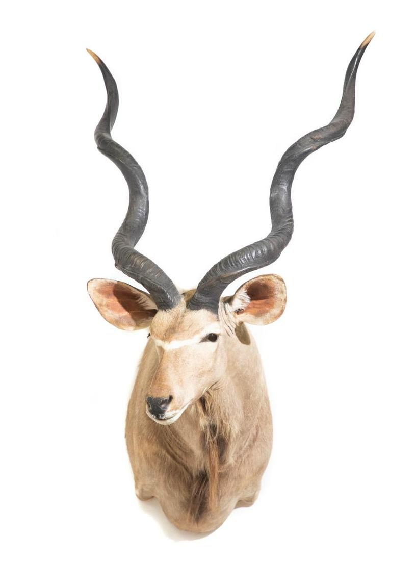 GREATER KUDU SHOULDER MOUNT: Greater Kudu Shoulder Mount. 55" tall, 34" wide across horns. Note: Proceeds from the sale of this taxidermy will benefit the Georgia Safari Conservation Park in Madison, GA.