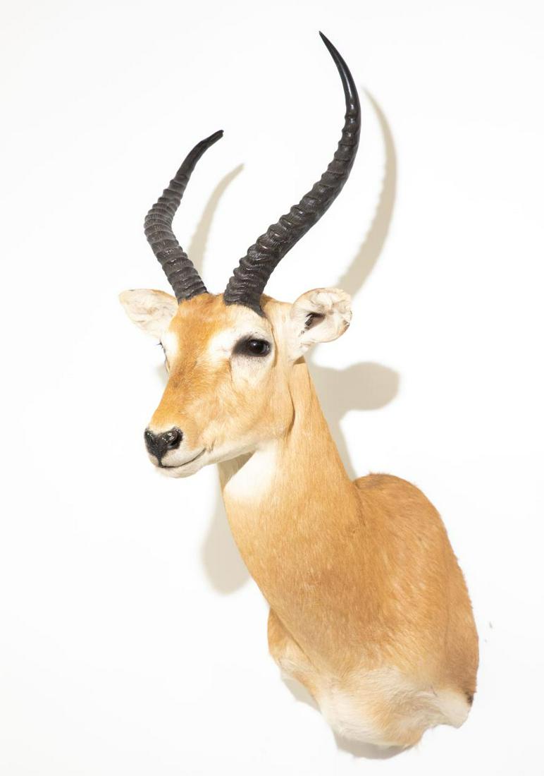 IMPALA SHOULDER MOUNT: Impala Shoulder Mount. 38" tall, 14.5" wide across horns. Note: Proceeds from the sale of this taxidermy will benefit the Georgia Safari Conservation Park in Madison, GA.