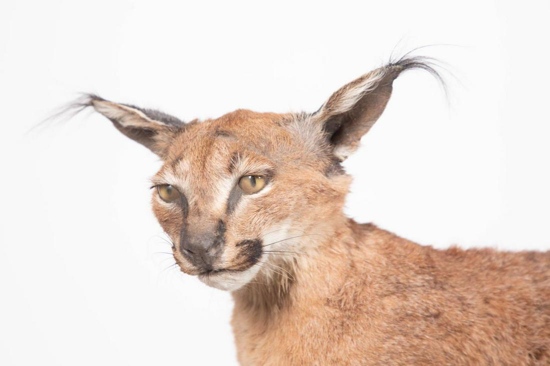 CARCAL CAT FULL BODY MOUNT: Carcal Cat Full Body Mount. Overall 28" long, as presented. Note: Proceeds from the sale of this taxidermy will benefit the Georgia Safari Conservation Park in Madison, GA. Animal with iron rods protr