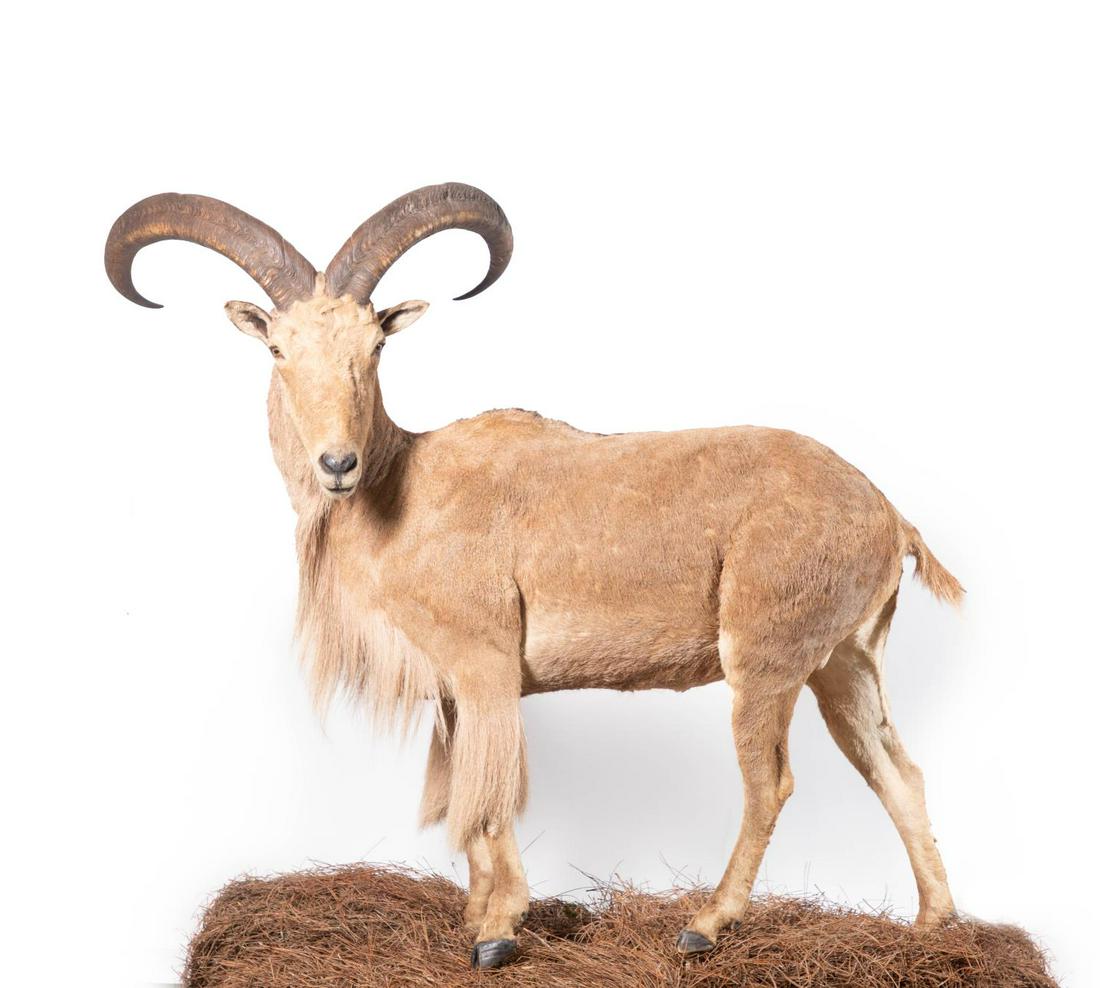 AOUDAD FULL BODY MOUNT: Aoudad Full Body Mount. 51.5" tall, 56" wide as presented. Note: Proceeds from the sale of this taxidermy will benefit the Georgia Safari Conservation Park in Madison, GA. Animal with iron rods protru