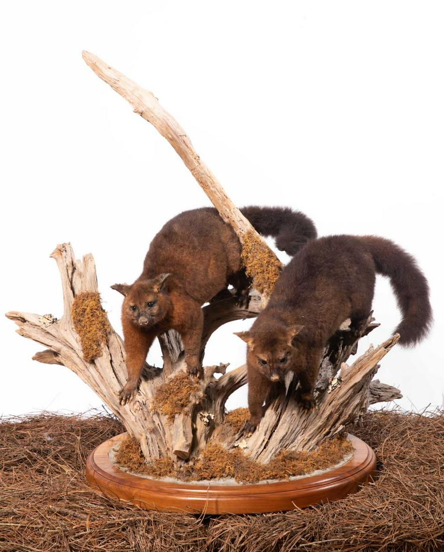 BRUSHTAIL POSSUM FULL BODY MOUNT SCENE: Brushtail Possum Full Body Mount Scene. Hunted in New Zealand. Overall 35" tall, 36" wide. Note: Proceeds from the sale of this taxidermy will benefit the Georgia Safari Conservation Park in Madison, 