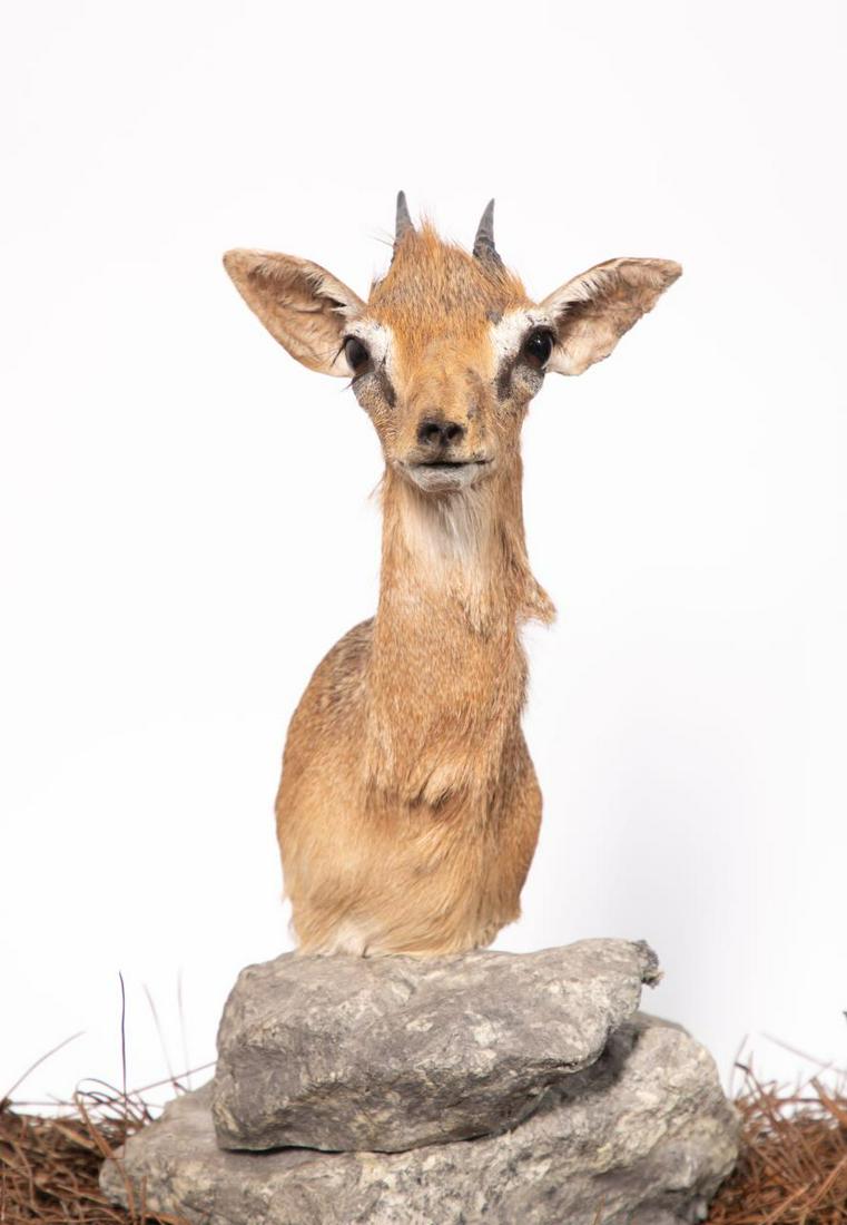 DIK DIK SHOULDER MOUNT ON STAND: Dik Dik Shoulder Mount on Stand. 17" high, w. of base 10". 17" high, w. of base 10". Note: Proceeds from the sale of this taxidermy will benefit the Georgia Safari Conservation Park in Madison, GA.