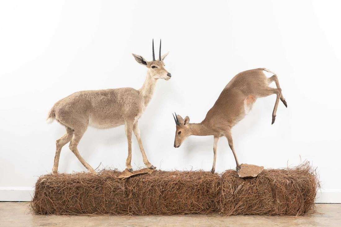 GROUP OF 2, THOMPSON: Group of 2, Daiker & Vaal Rhebok Full Body Mounts. 33" - 37" nose to rump. Note: Proceeds from the sale of this taxidermy will benefit the Georgia Safari Conservation Park in Madison, GA. Animal with