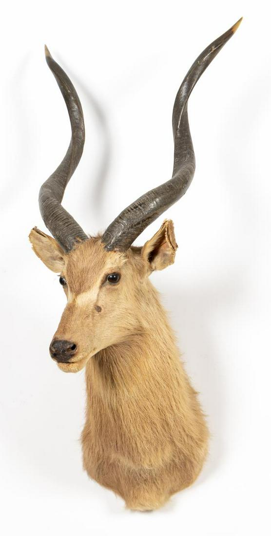 TAXIDERMY KUDU ANTELOPE SHOULDER MOUNT TROPHY: African, 20th century. Kudu antelope shoulder mounted taxidermy trophy with twisted horns. Apparently unmarked. Approx. h. 46", w. 16", d. 22".