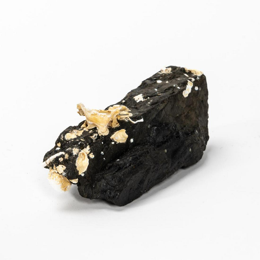 RMS CARPATHIA, SALVAGED SINGLE PIECE OF COAL: RMS Carpathia, Cunard Line, maiden voyage May 5, 1903; sunk July 15, 1918. Salvaged single piece of irregular coal with attached barnacles. On average a Cunard Line ocean liner would use 1,050 tons of