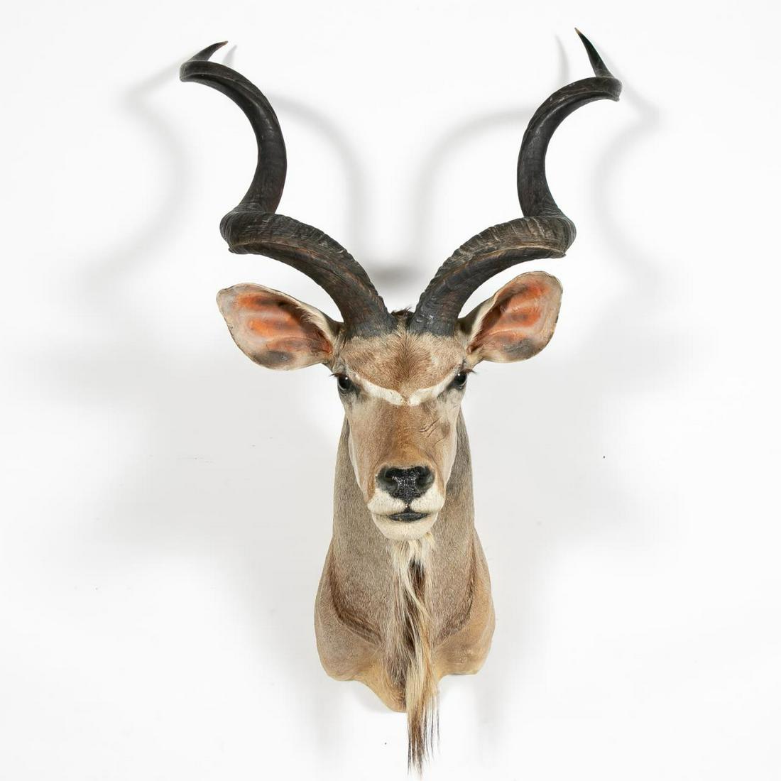 AFRICAN GREATER KUDU TAXIDERMY SHOULDER MOUNT: African, 20th-21st century. A greater kudu trophy taxidermy shoulder mount of a large male with serpentine horns/antlers. Approx. h. 52", w. 32", d. 33"