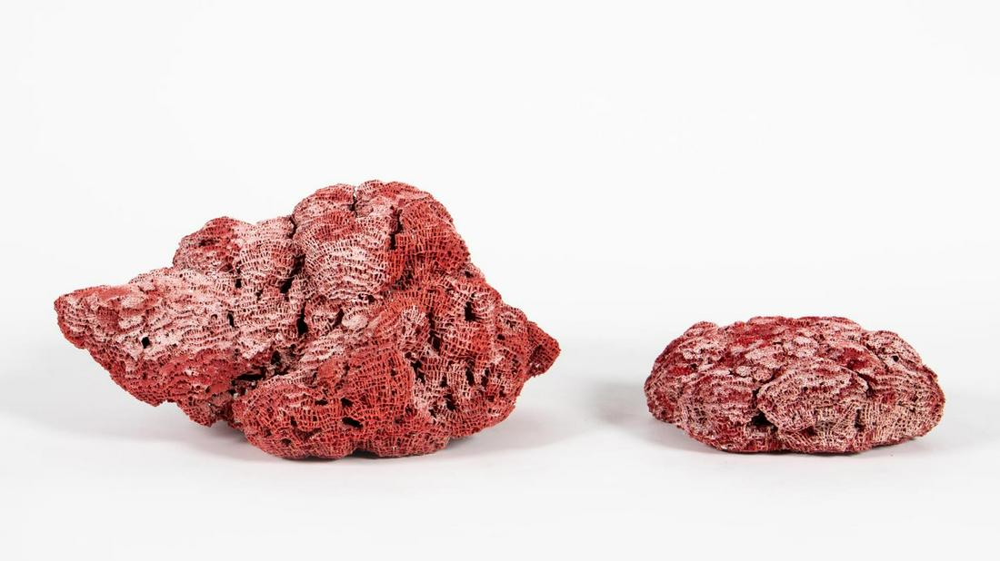 TWO RED PIPE ORGAN SEA CORAL SPECIMENS (1 of 5)