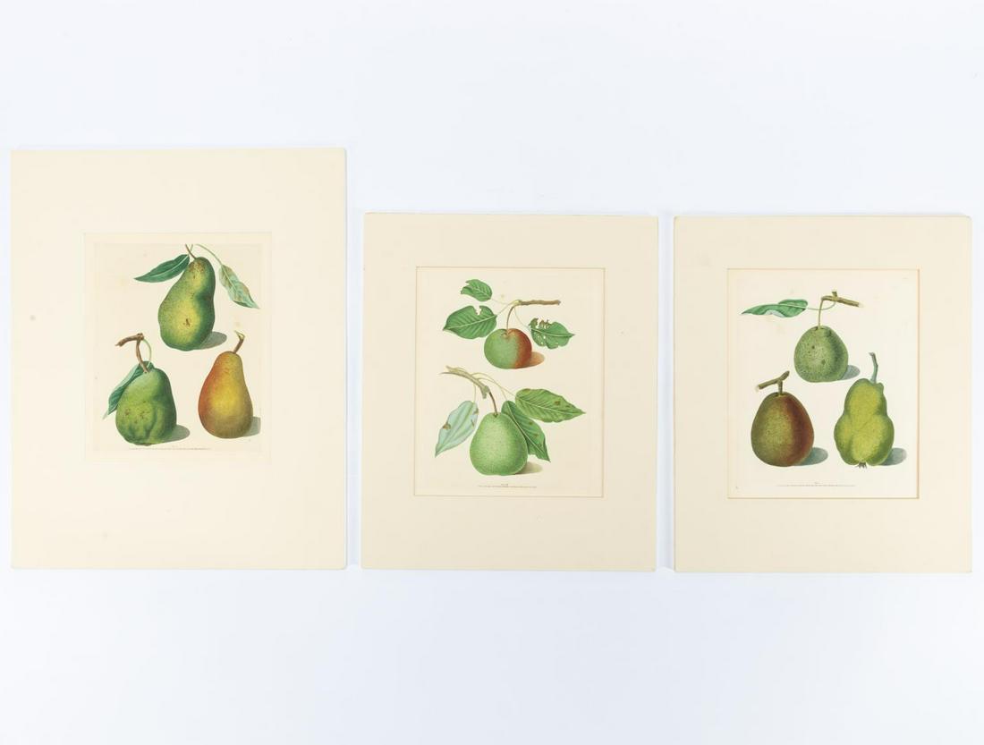 3 PCS, GEORGE BROOKSHAW PEAR ENGRAVINGS, 1817 (1 of 6)