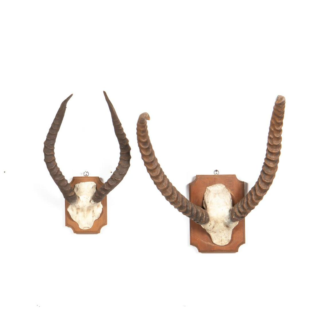 2 PCS, FAUX AFRICAN ANIMAL HORN MOUNTS (1 of 6)