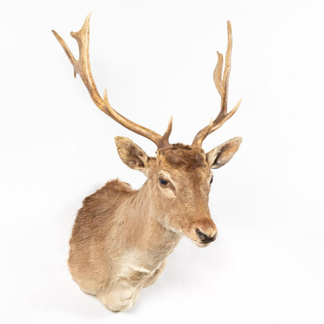 TAXIDERMY FALLOW DEER SHOULDER MOUNT (1 of 5)