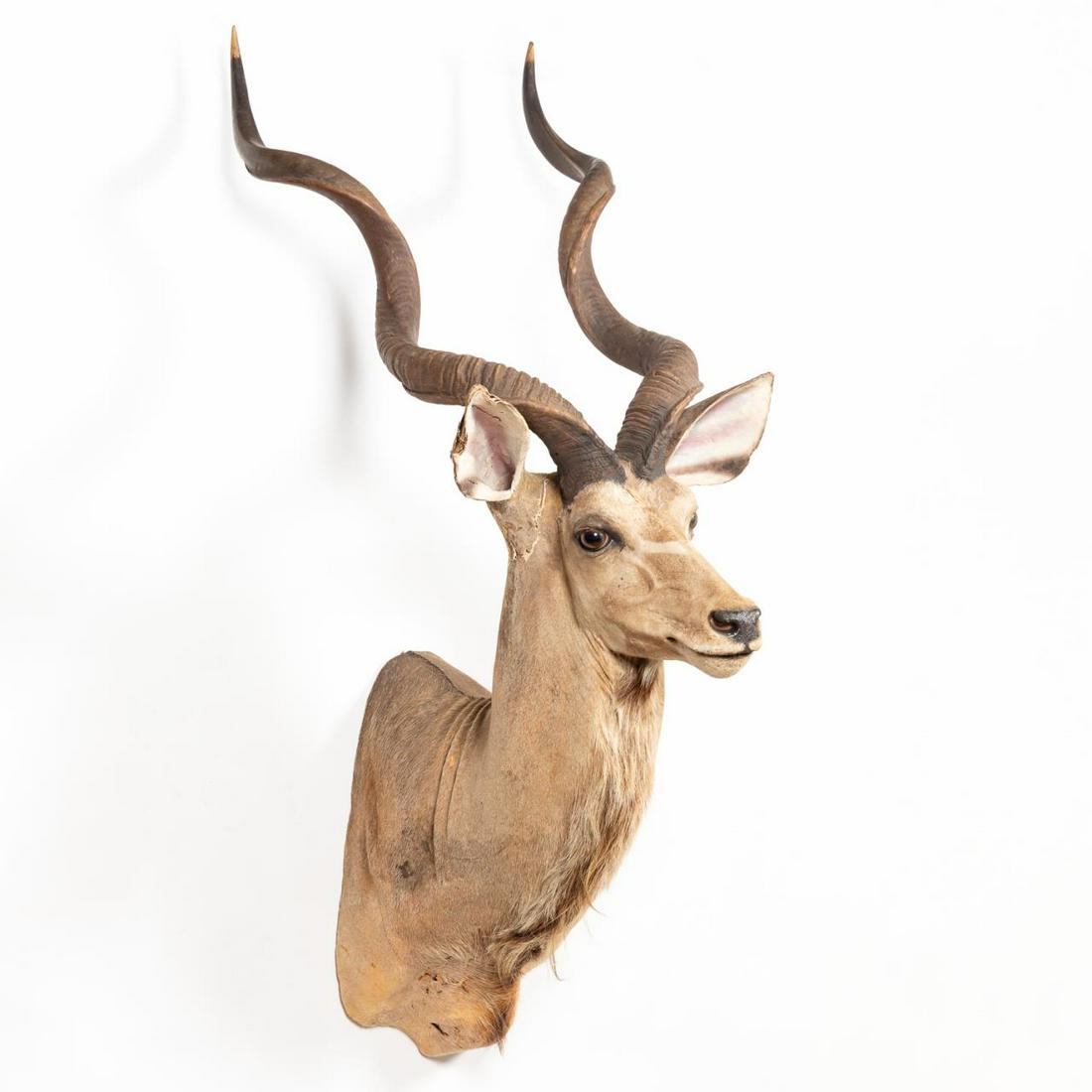 LARGE TAXIDERMY KUDU ANTELOPE SHOULDER MOUNT (1 of 5)