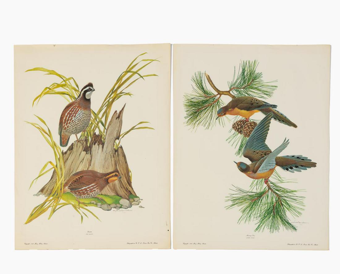 2 PCS, ATHOS MENABONI ORNITHOLOGY LITHOGRAPHS (1 of 7)