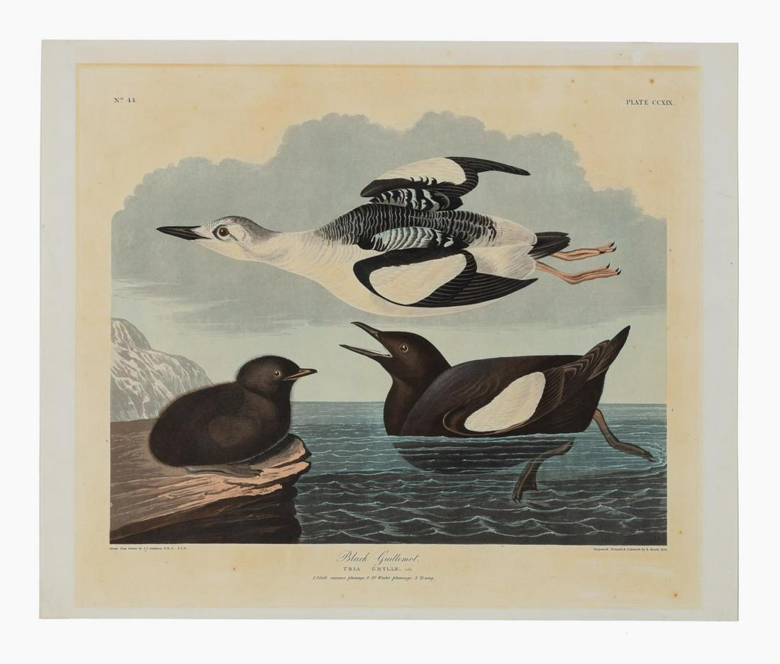 JOHN JAMES AUDUBON, "BLACK GUILLEMOT", HAVELL (1 of 5)