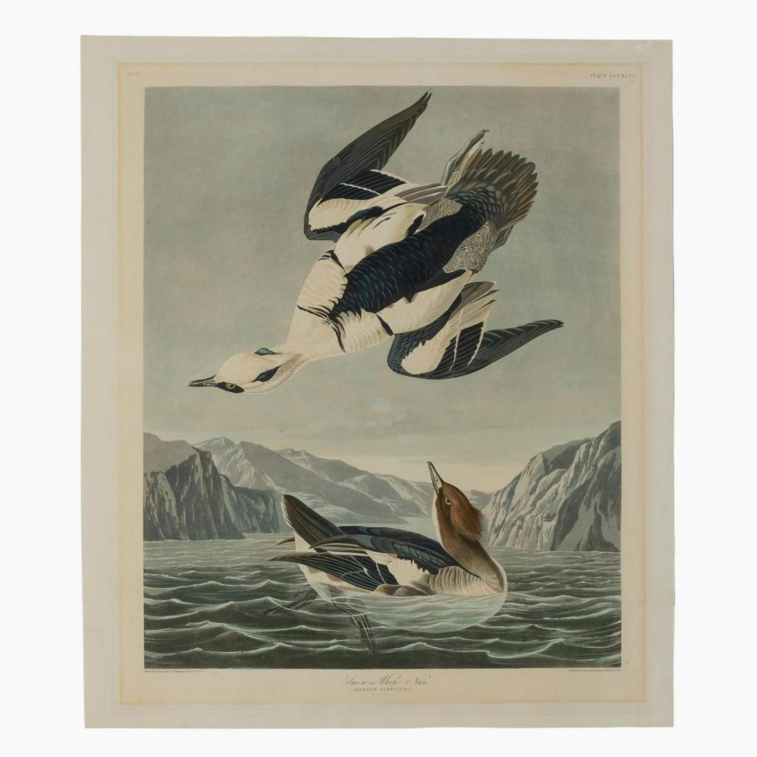 JOHN JAMES AUDUBON "WHITE NUN", HAVELL EDITION (1 of 5)