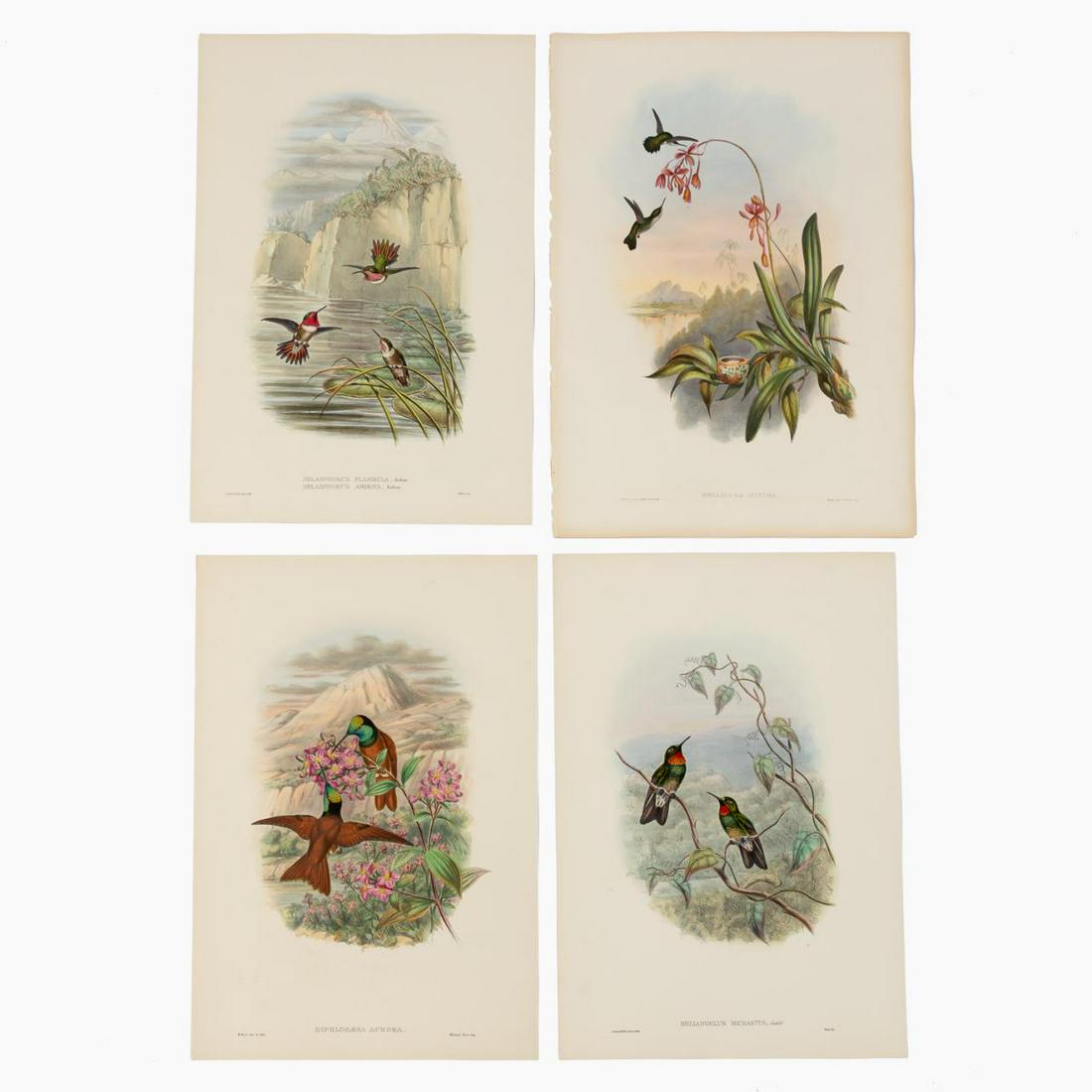 4 PCS, JOHN GOULD HUMMINGBIRD LITHOGRAPHS (1 of 10)