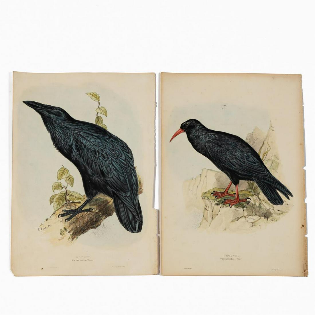 PAIR,JOHN GOULD LITHOGRAPHS, BIRDS OF EUROPE 1830S (1 of 8)
