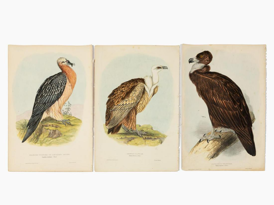 JOHN GOULD, THREE VULTURE LITHOGRAPHS, 1830S (1 of 9)
