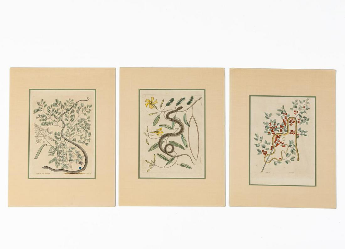 3 PCS, MARK CATESBY SNAKE HAND COLORED ENGRAVINGS: Mark Catesby (British, 1679-1749). "Spotted Ribbon Snake, plate 51", "Green Spotted Snake, plate 53" and "Green Snake, plate 57" from "The Natural History of Carolina, Florida and the Bahama Islands",