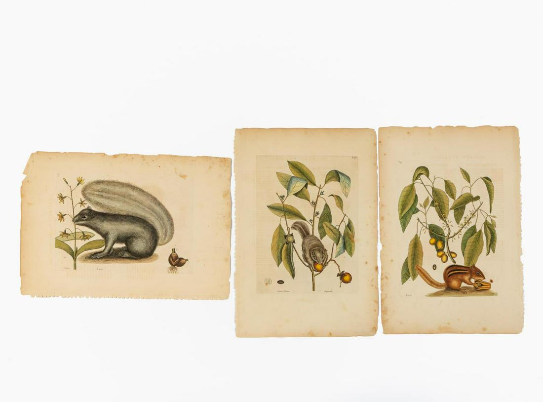 SET OF THREE MARK CATESBY SQUIRREL ENGRAVINGS (1 of 6)