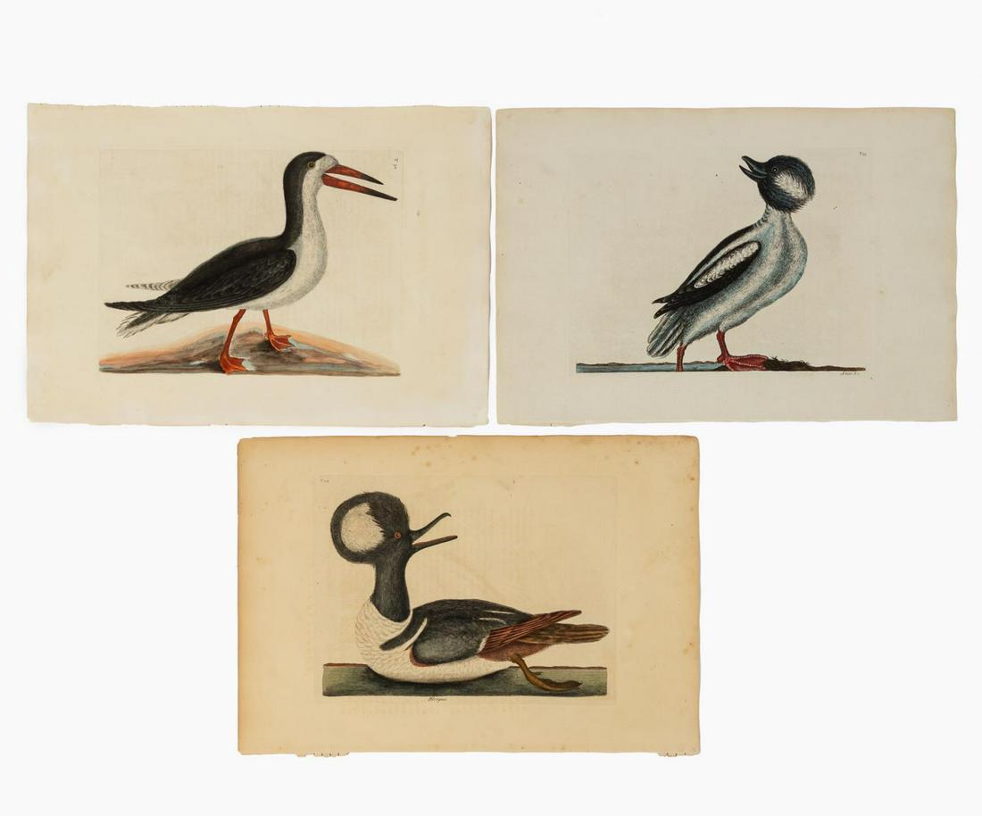 3 PIECES, MARK CATESBY SHOREBIRD ENGRAVINGS: Mark Catesby (British, 1679-1749). "Hooded Merganser, plate 94", "Bufflehead Duck, plate 95" and "Cutwater, plate 90" from "The Natural History of Carolina, Florida and the Bahama Islands", 18th/early