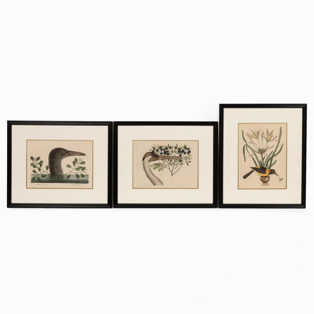 3 PC, MARK CATESBY HAND COLORED ENGRAVINGS, FRAMED: Mark Catesby (British, 1679-1749). "Yellow and Black Pye, plate 15", "Hooping Crane, plate 75" and "Great Booby, plate 86" from "The Natural History of Carolina, Florida and the Bahama Islands", 18th/