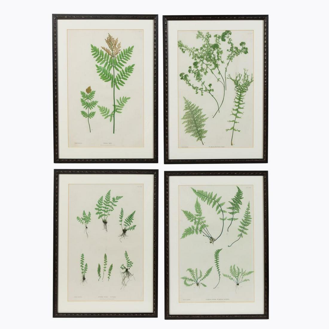 SET OF 4, 19TH C BRITISH FERN PRINTS, FRAMED ALIKE (1 of 6)