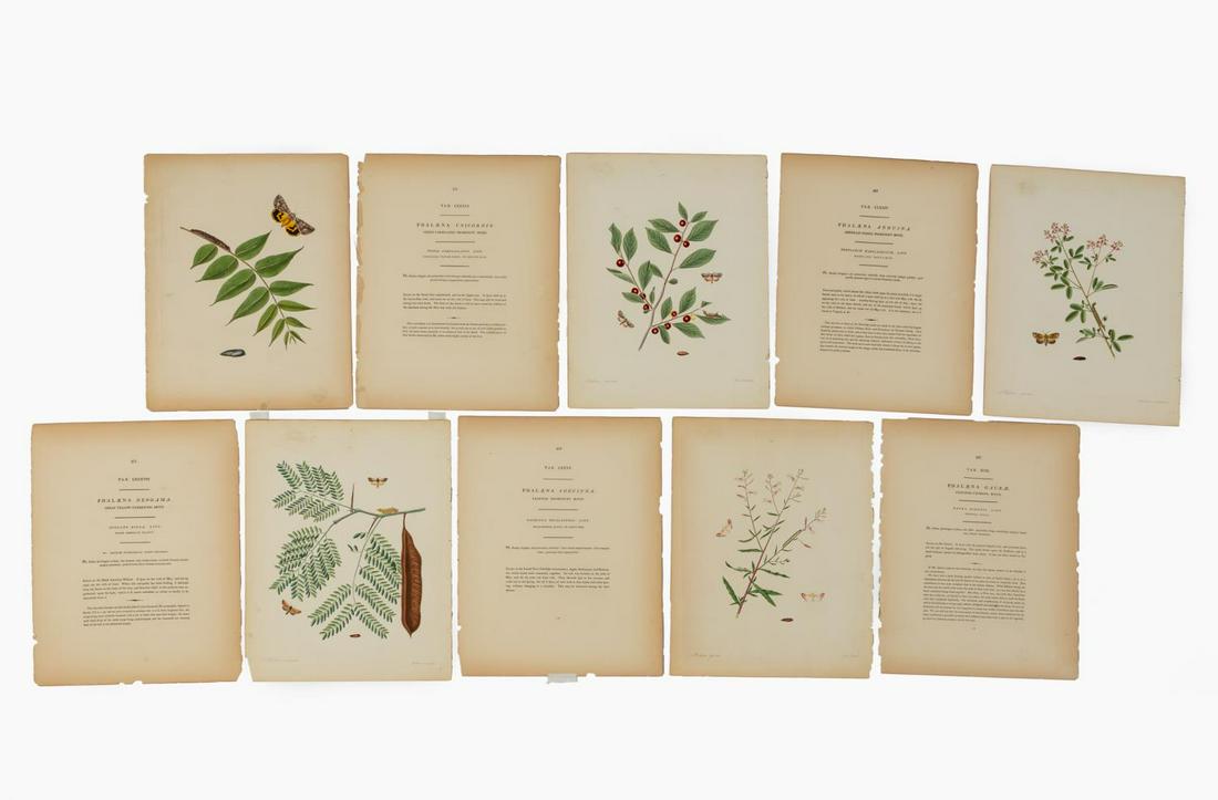 5 PCS, JOHN ABBOT BUTTERFLIES OF GEORGIA 1797: John White Abbot (British/Georgia, 1751-1840). Set of five engravings with hand coloring of butterflies from "The Natural History of the Rarer Lepidopterous Insects of Georgia" -1797 comprising "Paint