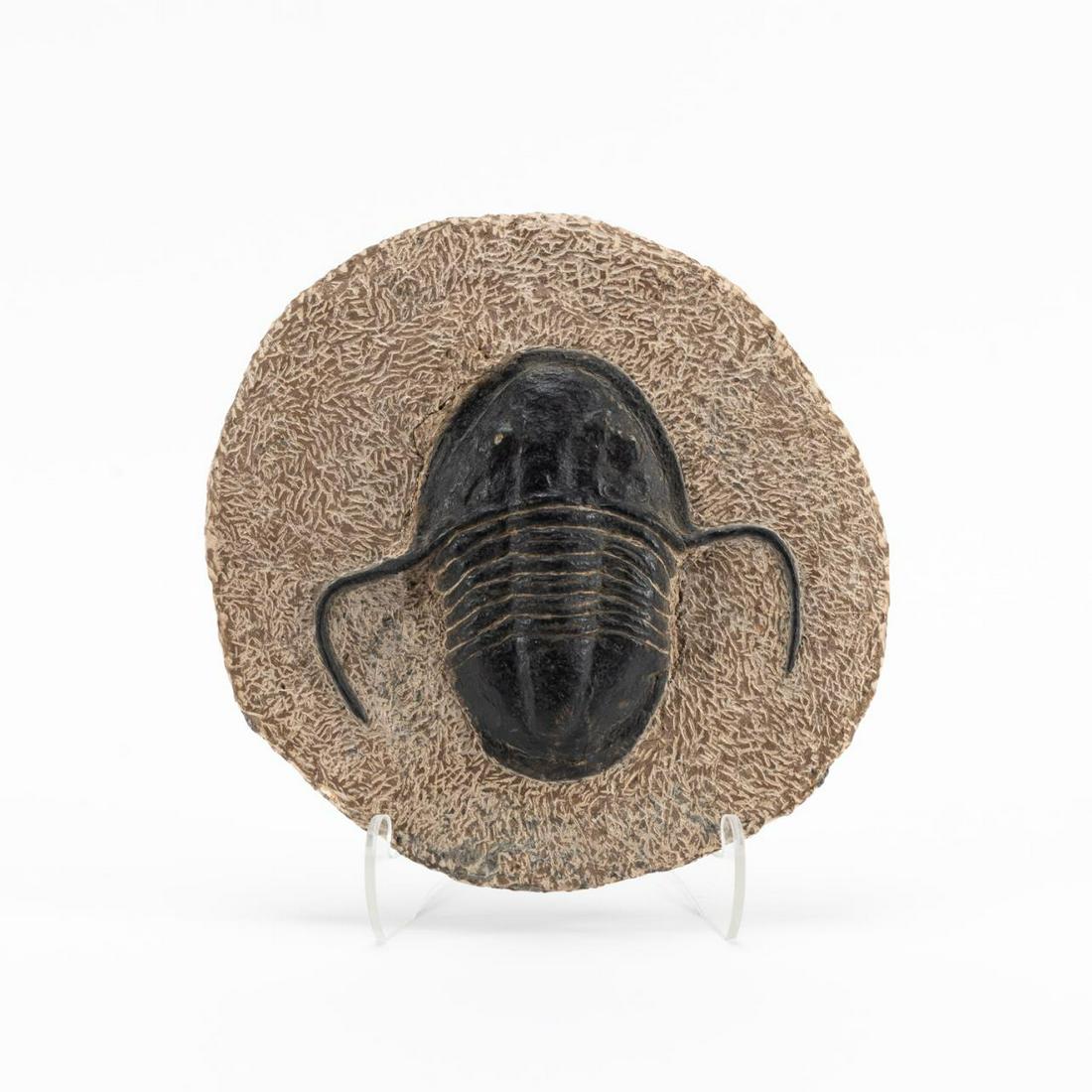 TRILOBITE FOSSIL ON STAND, DEVONIAN PERIOD (1 of 3)