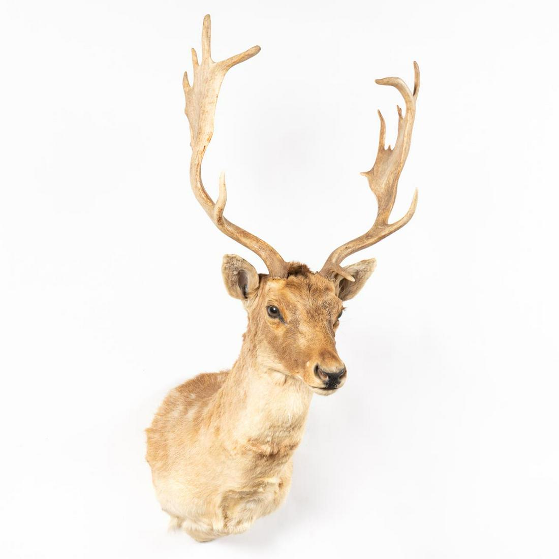 TAXIDERMY FALLOW DEER SHOULDER MOUNT (1 of 5)