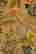item-122717981=6