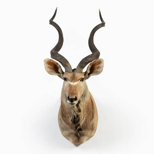 TROPHY SIZE AFRICAN KUDU SHOULDER TAXIDERMY MOUNT - Apr 09, 2022 | Ahlers & Ogletree Auction Gallery in GA TROPHY SIZE AFRICAN KUDU SHOULDER TAXIDERMY MOUNT - Apr 09, 2022 | Ahlers & Ogletree Auction Gallery in GA