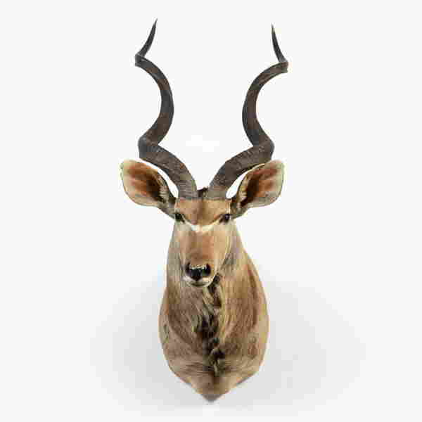 TROPHY SIZE AFRICAN KUDU SHOULDER TAXIDERMY MOUNT (0399) on Apr 09