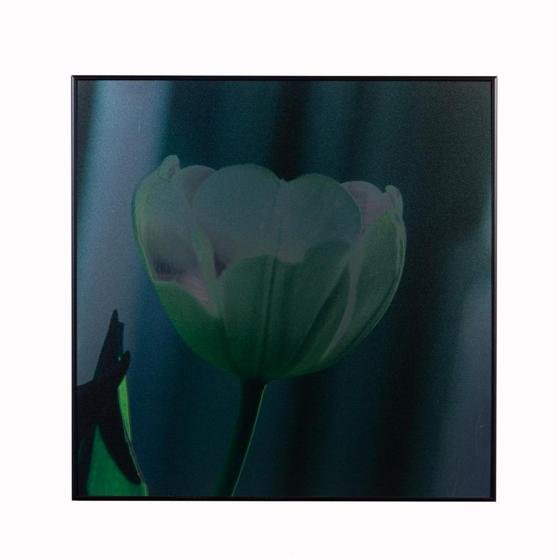 BETTY EDGE, "METALLIC YELLOW TULIP" PRINT 2007 (1 of 5)