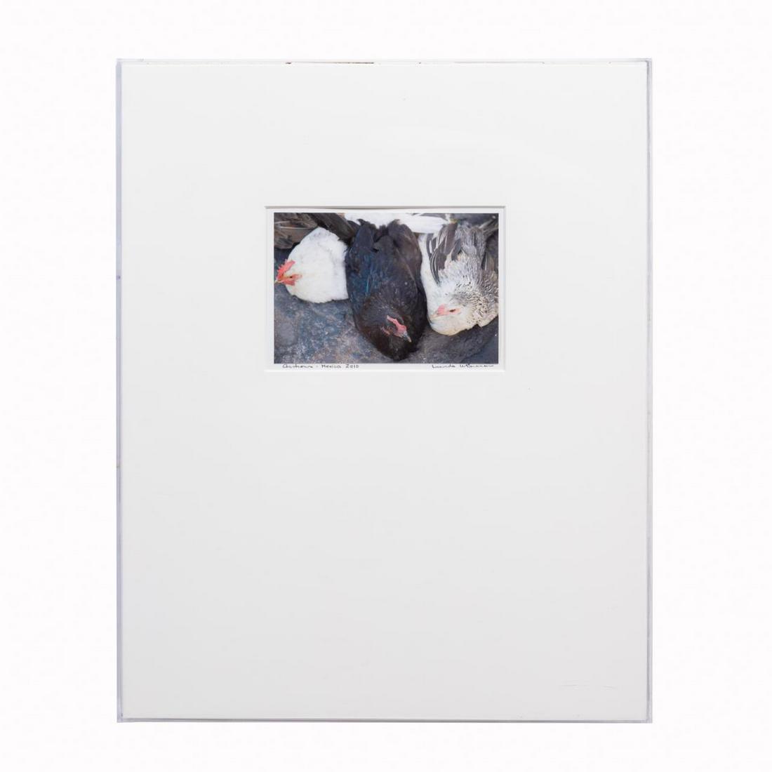 LUCINDA BUNNEN, "CHICKENS", COLOR PHOTOGRAPH 2010 (1 of 4)