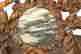 item-133452521=6