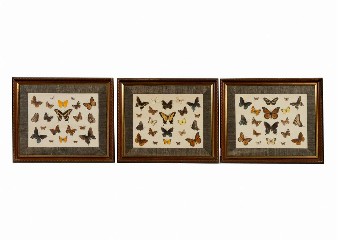 THREE FRAMED GROUPS OF BUTTERFLY SPECIMENS (1 of 5)