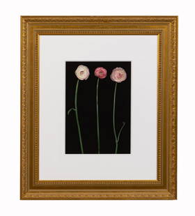 JOYCE TENNESON "RANUNCULUS 1" FLORAL STILL LIFE: Joyce Tenneson (American b. 1945), "Ranunculus 1", 2004, color photograph printed on archival Somerset velvet paper, depicting a floral still life, with a Fay Gold Gallery label en verso noting editio