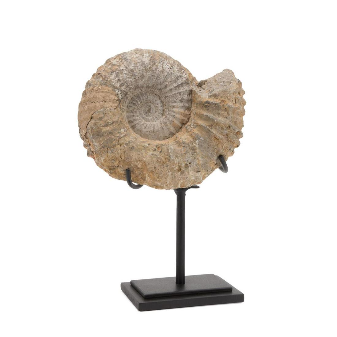 ACANTHOCERAS AMMONITE FOSSIL SPECIMEN ON STAND (1 of 5)