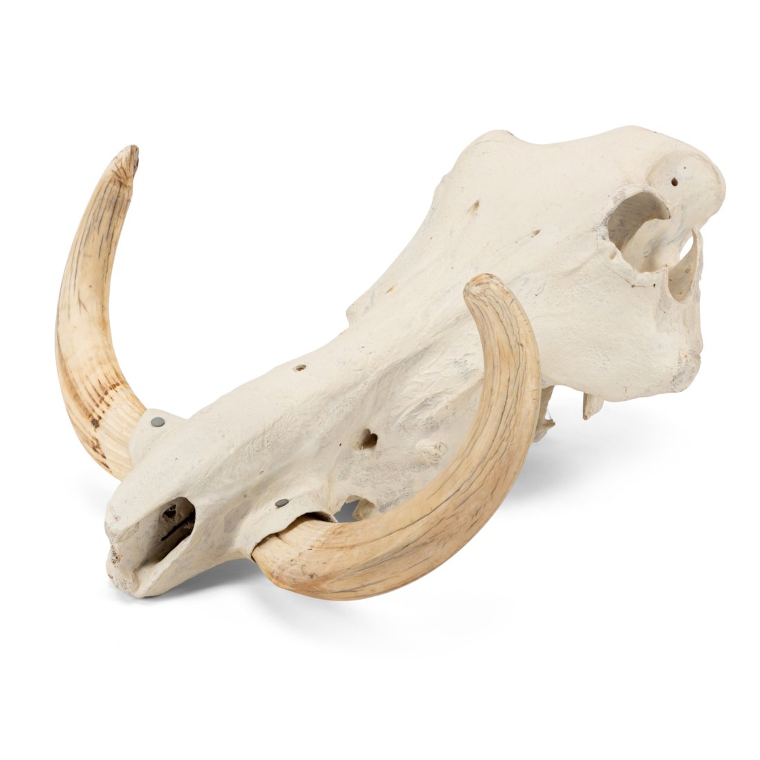 PARTIAL WARTHOG SKULL - PHACOCHOERUS AFRICANUS (1 of 5)