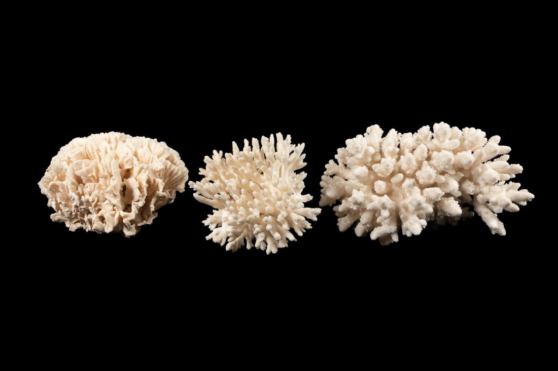THREE WHITE CORAL SPECIMENS, INCLD. RIBBON CORAL (1 of 9)