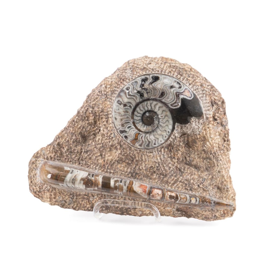 POLISHED AMMONITE & ORTHOCERAS FOSSIL PLATE (1 of 4)